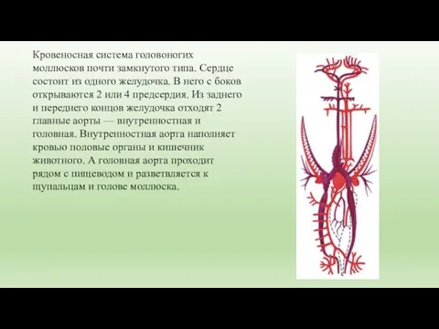 Кровеносная система головоногих моллюсков почти замкнутого типа. Сердце состоит из одного желудочка.
