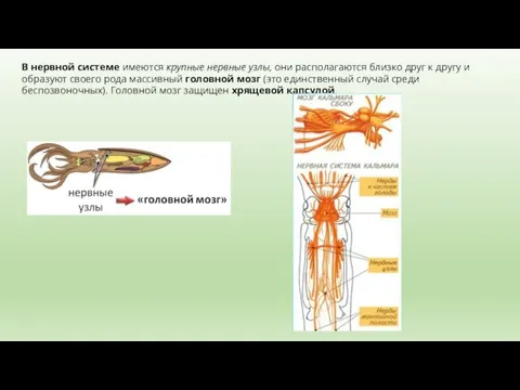В нервной системе имеются крупные нервные узлы, они располагаются близко друг к