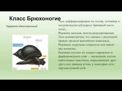 Класс Брюхоногие Прудовик обыкновенный Тело дифференцировано на голову, туловище и ногу(мускулистый вырост