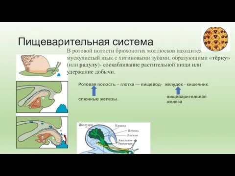 Пищеварительная система В ротовой полости брюхоногих моллюсков находится мускулистый язык с хитиновыми