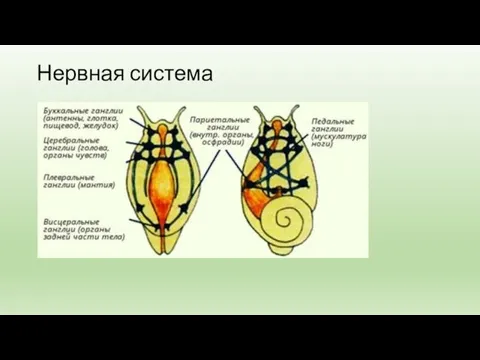 Нервная система