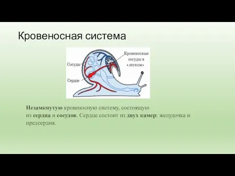 Кровеносная система Незамкнутую кровеносную систему, состоящую из сердца и сосудов. Сердце состоит