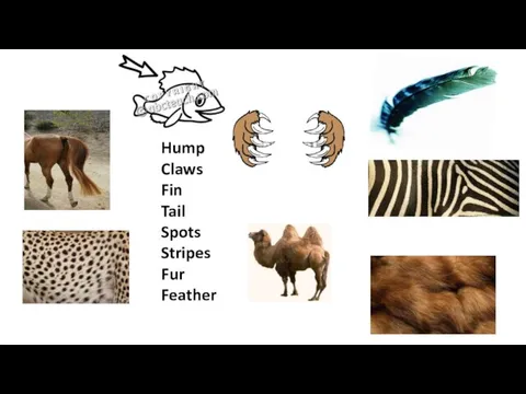 Hump Claws Fin Tail Spots Stripes Fur Feather