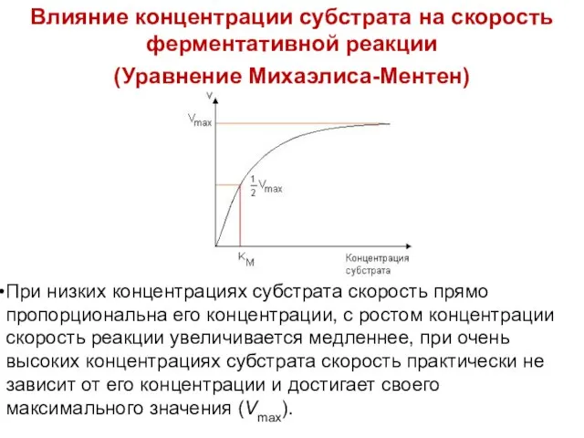 Влияние концентрации субстрата на скорость ферментативной реакции (Уравнение Михаэлиса-Ментен) При низких концентрациях