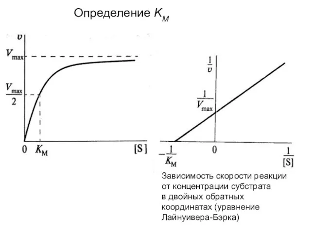 Зависимость скорости реакции от концентрации субстрата в двойных обратных координатах (уравнение Лайнуивера-Бэрка) Определение KM