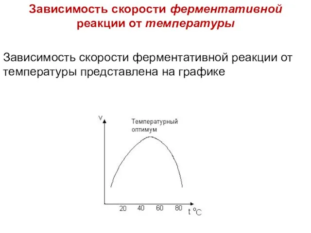 Зависимость скорости ферментативной реакции от температуры Зависимость скорости ферментативной реакции от температуры представлена на графике