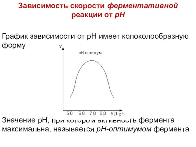 Зависимость скорости ферментативной реакции от рН График зависимости от рН имеет колоколообразную
