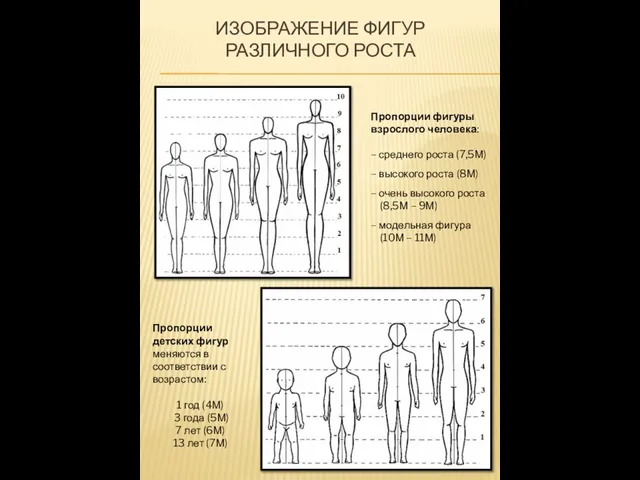 ИЗОБРАЖЕНИЕ ФИГУР РАЗЛИЧНОГО РОСТА Пропорции фигуры взрослого человека: – среднего роста (7,5М)