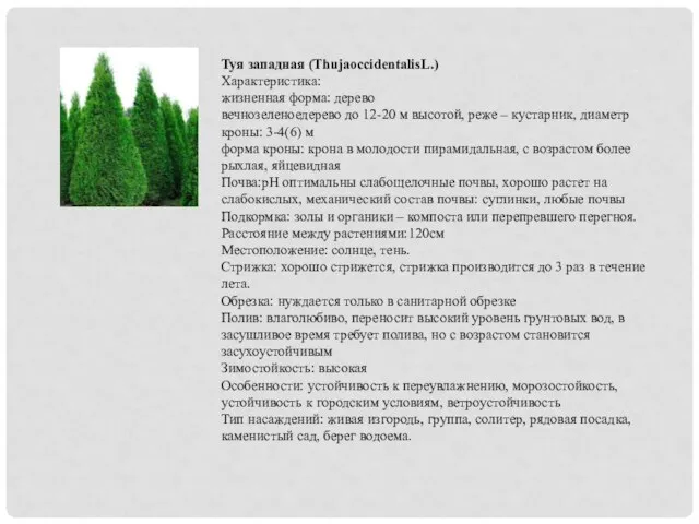 Туя западная (ThujaoccidentalisL.) Характеристика: жизненная форма: дерево вечнозеленоедерево до 12-20 м высотой,