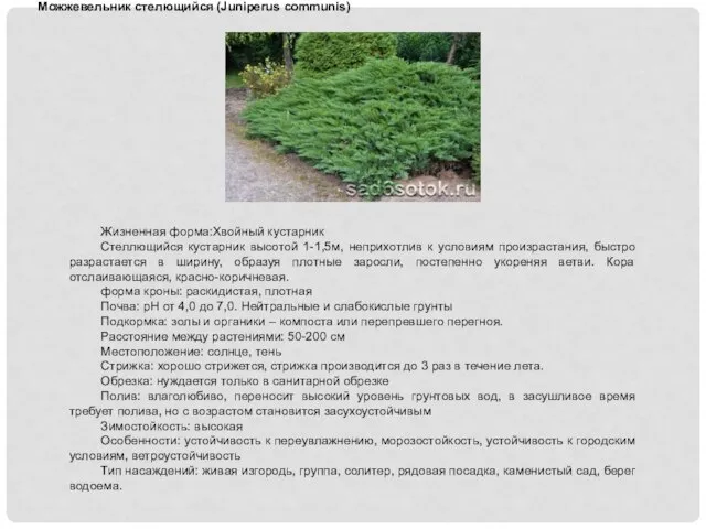 Можжевельник стелющийся (Juniperus communis) Жизненная форма:Хвойный кустарник Стеллющийся кустарник высотой 1-1,5м, неприхотлив