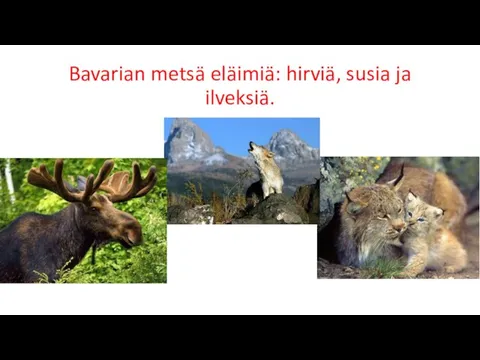 Bavarian metsä eläimiä: hirviä, susia ja ilveksiä.