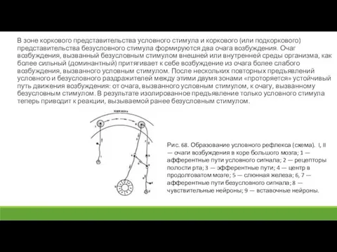 В зоне коркового представительства условного стимула и коркового (или подкоркового) представительства безусловного