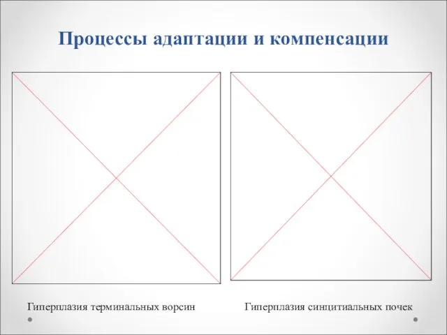 Процессы адаптации и компенсации Гиперплазия терминальных ворсин Гиперплазия синцитиальных почек