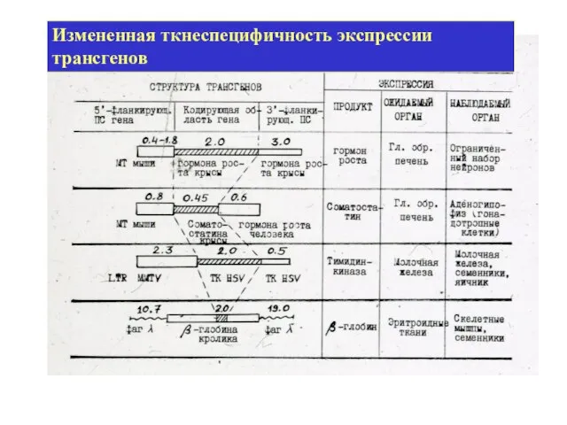 Измененная ткнеспецифичность экспрессии трансгенов