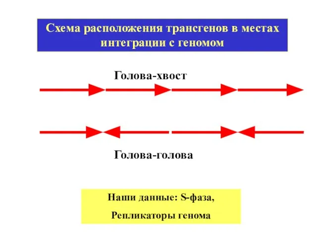 Схема расположения трансгенов в местах интеграции с геномом Голова-хвост Голова-голова Наши данные: S-фаза, Репликаторы генома