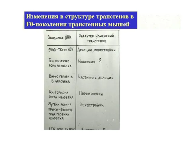 Изменения в структуре трансгенов в F0-поколении трансгенных мышей