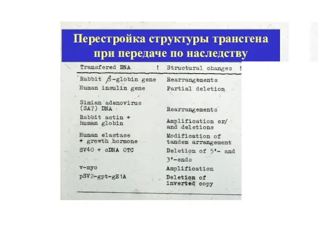 Перестройка структуры трансгена при передаче по наследству