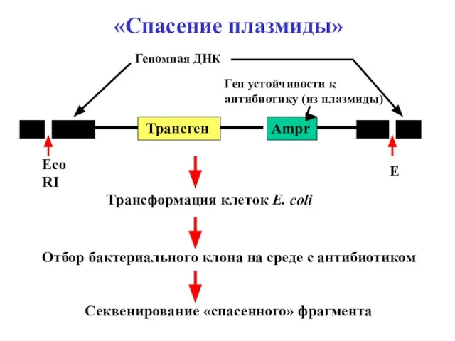 «Спасение плазмиды» Трансген Ampr Ген устойчивости к антибиотику (из плазмиды) Геномная ДНК