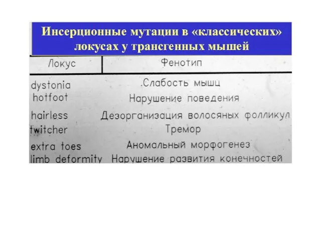 Инсерционные мутации в «классических» локусах у трансгенных мышей