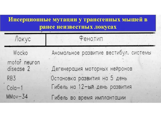 Инсерционные мутации у трансгенных мышей в ранее неизвестных локусах