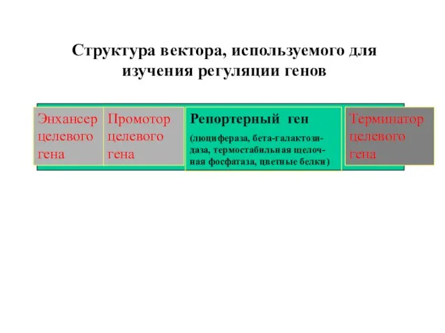 Энхансер целевого гена Промотор целевого гена Репортерный ген (люцифераза, бета-галактози-даза, термостабильная щелоч-ная