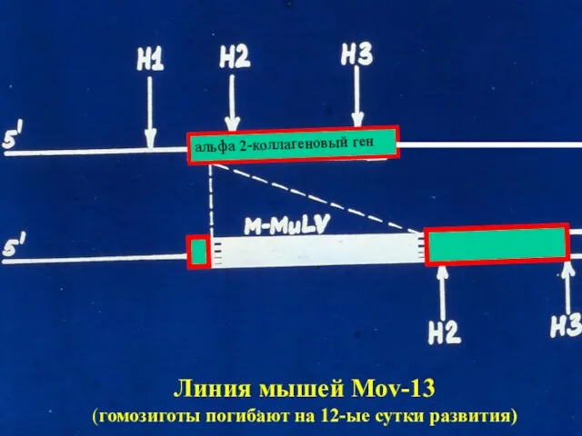 альфа 2-коллагеновый ген Линия мышей Mov-13 (гомозиготы погибают на 12-ые сутки развития)