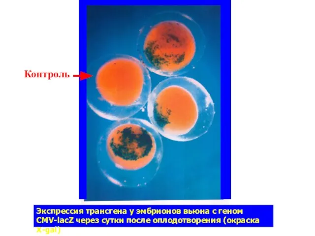 Экспрессия трансгена у эмбрионов вьюна с геном СMV-lacZ через сутки после оплодотворения (окраска X-gal) Контроль