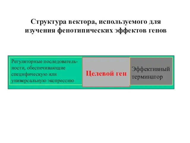 Структура вектора, используемого для изучения фенотипических эффектов генов Регуляторные последователь-ности, обеспечивающие специфическую