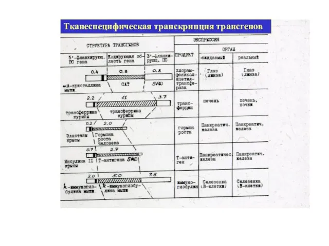 Тканеспецифическая транскрипция трансгенов