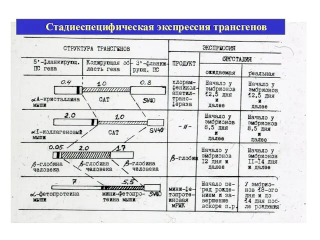 Стадиеспецифическая экспрессия трансгенов