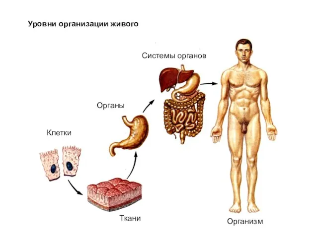 Уровни организации живого Клетки Ткани Органы Системы органов Организм