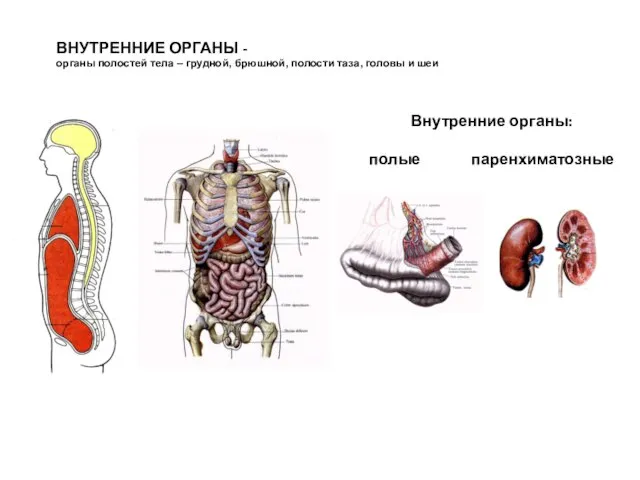 ВНУТРЕННИЕ ОРГАНЫ - органы полостей тела – грудной, брюшной, полости таза, головы