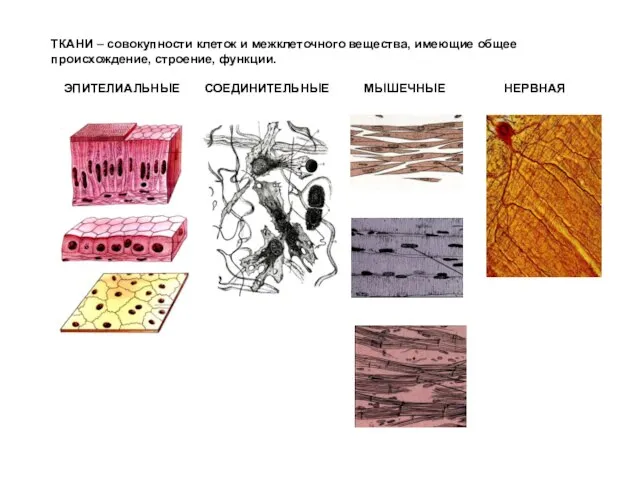 ТКАНИ – совокупности клеток и межклеточного вещества, имеющие общее происхождение, строение, функции. ЭПИТЕЛИАЛЬНЫЕ СОЕДИНИТЕЛЬНЫЕ МЫШЕЧНЫЕ НЕРВНАЯ