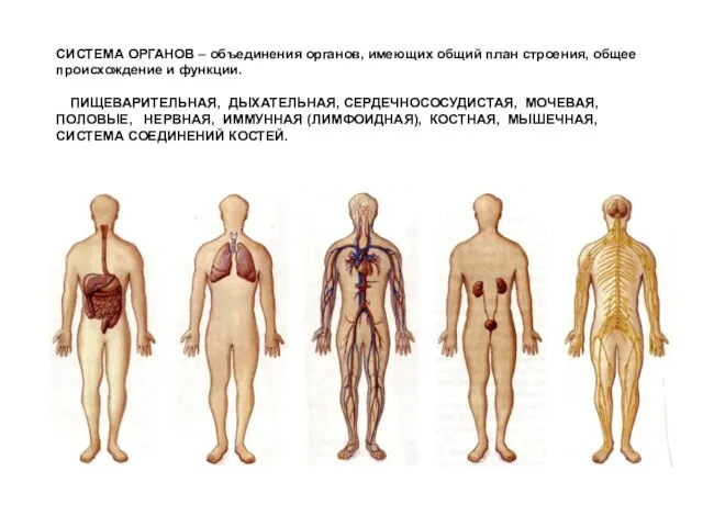 СИСТЕМА ОРГАНОВ – объединения органов, имеющих общий план строения, общее происхождение и