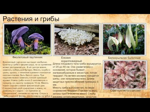 Растения и грибы Фиолетовый паутинник Фиолетовый паутинник выглядит необычно. Шляпка у гриба