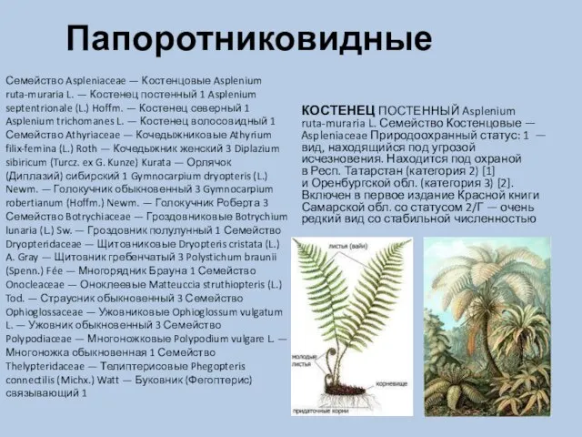 Папоротниковидные Семейство Aspleniaceae — Костенцовые Asplenium ruta-muraria L. — Костенец постенный 1