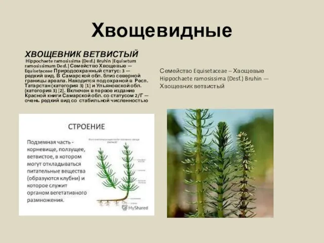 Хвощевидные Семейство Equisetaceae – Хвощевые Hippochaete ramosissima (Desf.) Bruhin — Хвощевник ветвистый