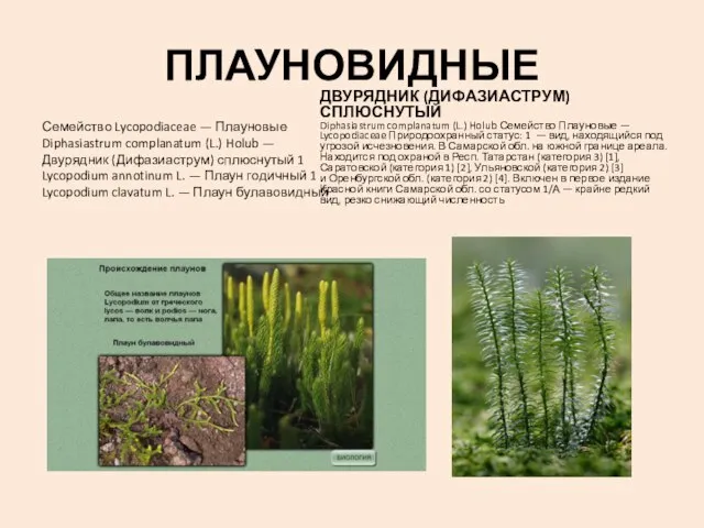 ПЛАУНОВИДНЫЕ Семейство Lycopodiaceae — Плауновые Diphasiastrum complanatum (L.) Holub — Двурядник (Дифазиаструм)
