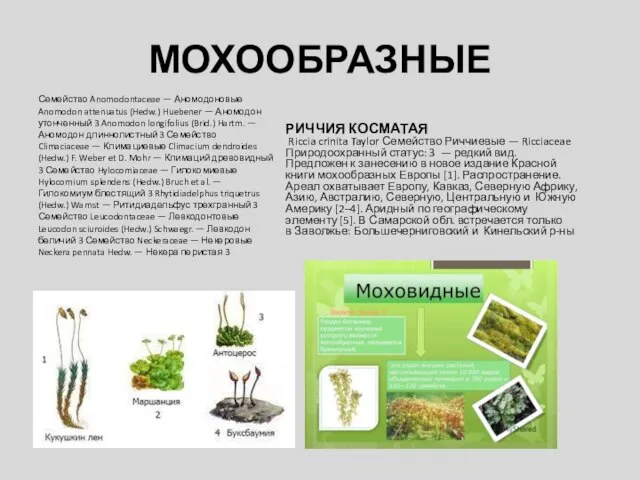 МОХООБРАЗНЫЕ Семейство Anomodontaceae — Аномодоновые Anomodon attenuatus (Hedw.) Huebener — Аномодон утонченный