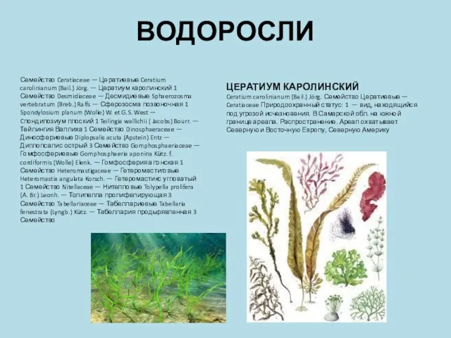 ВОДОРОСЛИ Семейство Ceratiaceae — Цератиевые Ceratium carolinianum (Bail.) Jörg. — Цератиум каролинский