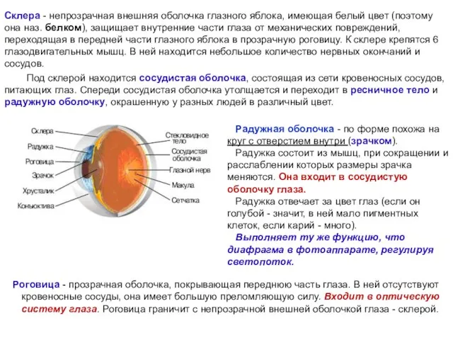 Роговица - прозрачная оболочка, покрывающая переднюю часть глаза. В ней отсутствуют кровеносные