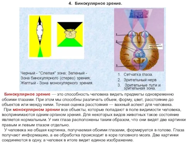 4. Бинокулярное зрение. Бинокулярное зрение — это способность человека видеть предметы одновременно