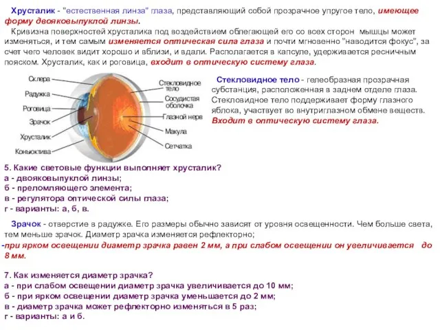 Стекловидное тело - гелеобразная прозрачная субстанция, расположенная в заднем отделе глаза. Стекловидное