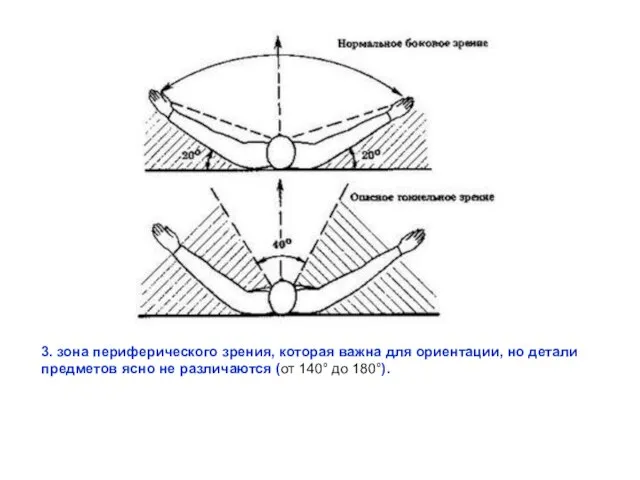 3. зона периферического зрения, которая важна для ориентации, но детали предметов ясно