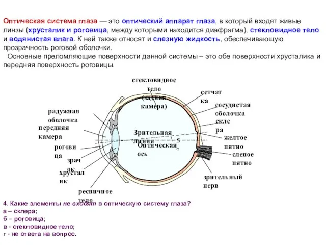 4. Какие элементы не входят в оптическую систему глаза? а – склера;