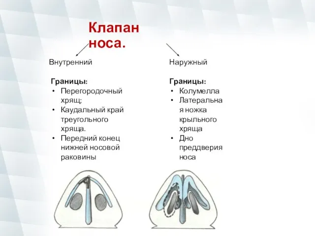 Клапан носа. Внутренний Наружный Границы: Перегородочный хрящ; Каудальный край треугольного хряща. Передний