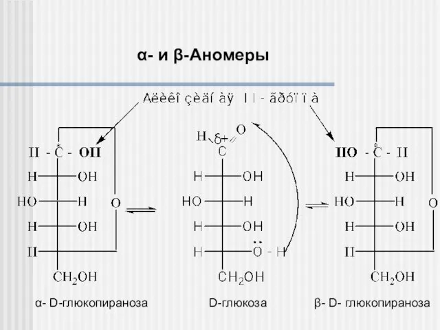 α- и β-Аномеры α- D-глюкопираноза D-глюкоза β- D- глюкопираноза