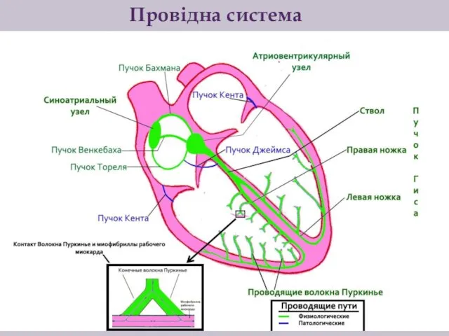 Провідна система серця