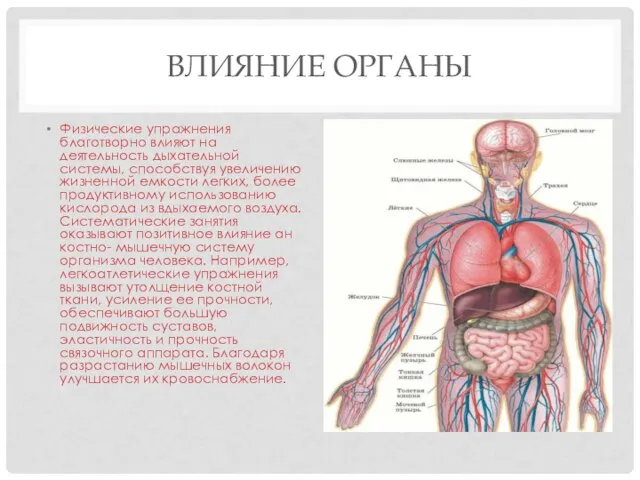 ВЛИЯНИЕ ОРГАНЫ Физические упражнения благотворно влияют на деятельность дыхательной системы, способствуя увеличению