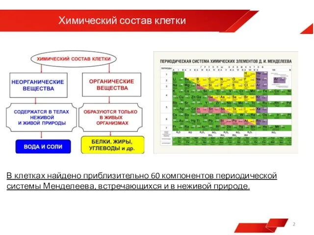 В клетках найдено приблизительно 60 компонентов периодической системы Менделеева, встречающихся и в